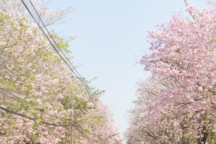 카세삿 대학교