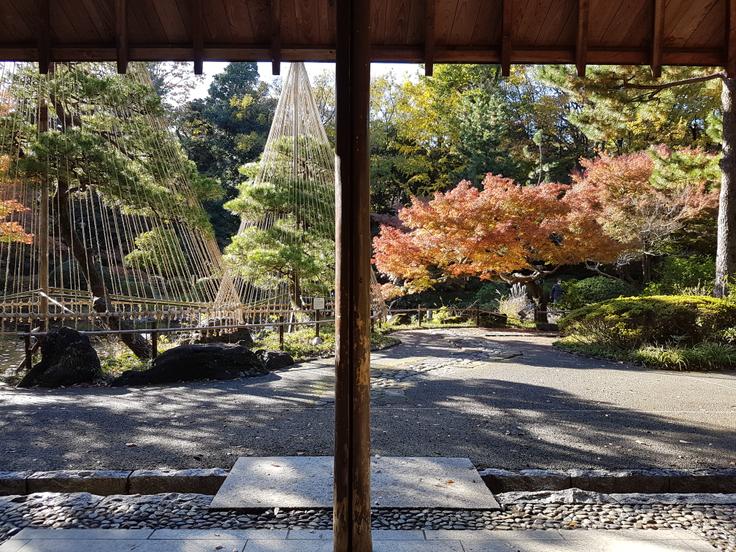 早稲田大学